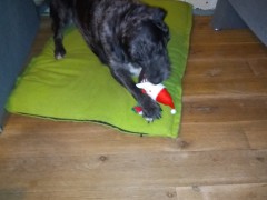 Bumba.sint.2019.oma+oma.